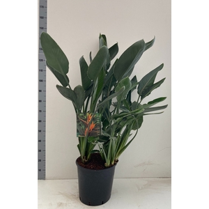 STRELITZIA REGIN BL