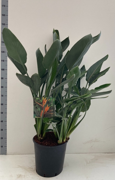 STRELITZIA REGIN BL