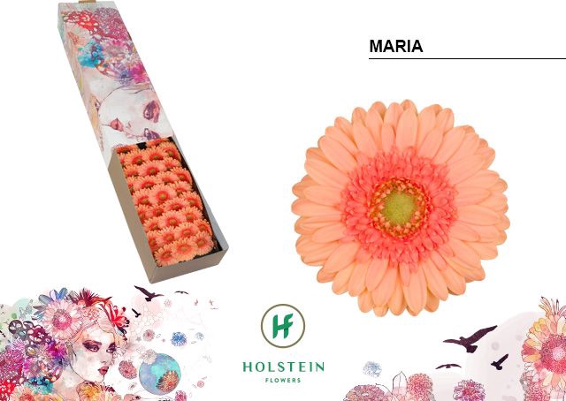 <h4>Germini Maria Doos</h4>