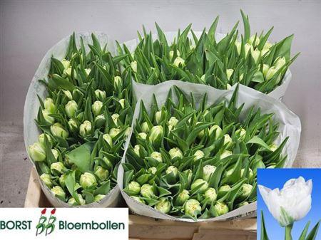 <h4>Tu Du Northcap</h4>