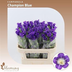 Camp M Champion Blue