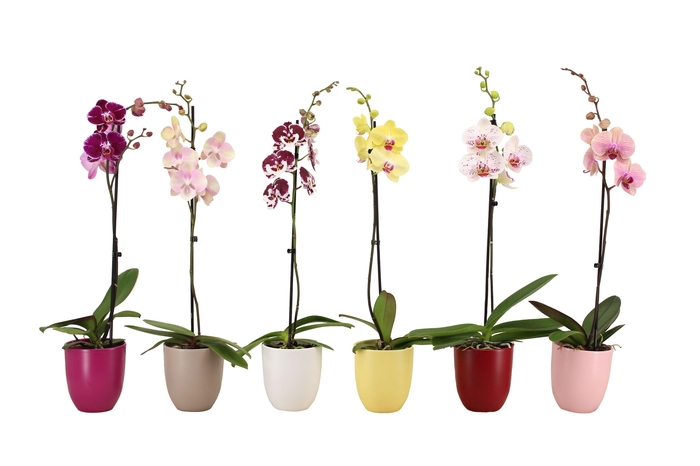 <h4>Hugo Paradise Mix Phal Mix 1T9+</h4>