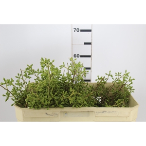 FOLHAGEM SEMENTE DE EUCALIPTO