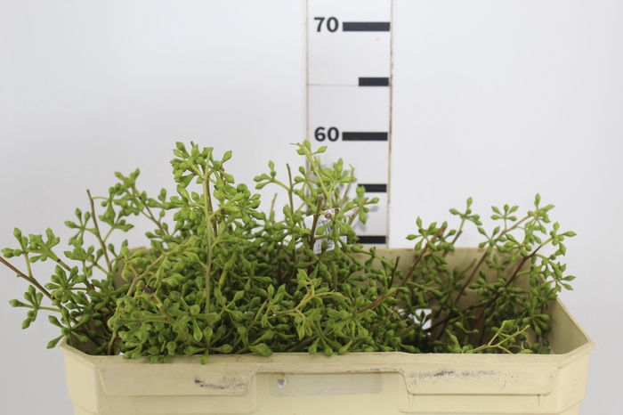 <h4>FOLHAGEM SEMENTE DE EUCALIPTO</h4>