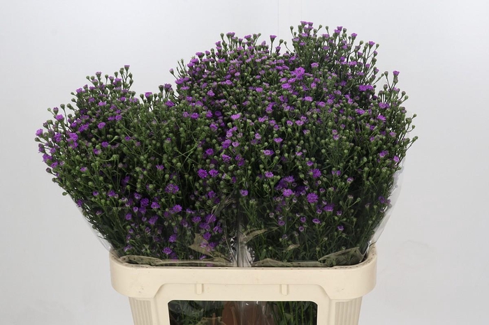 <h4>Aster Baby Pink</h4>