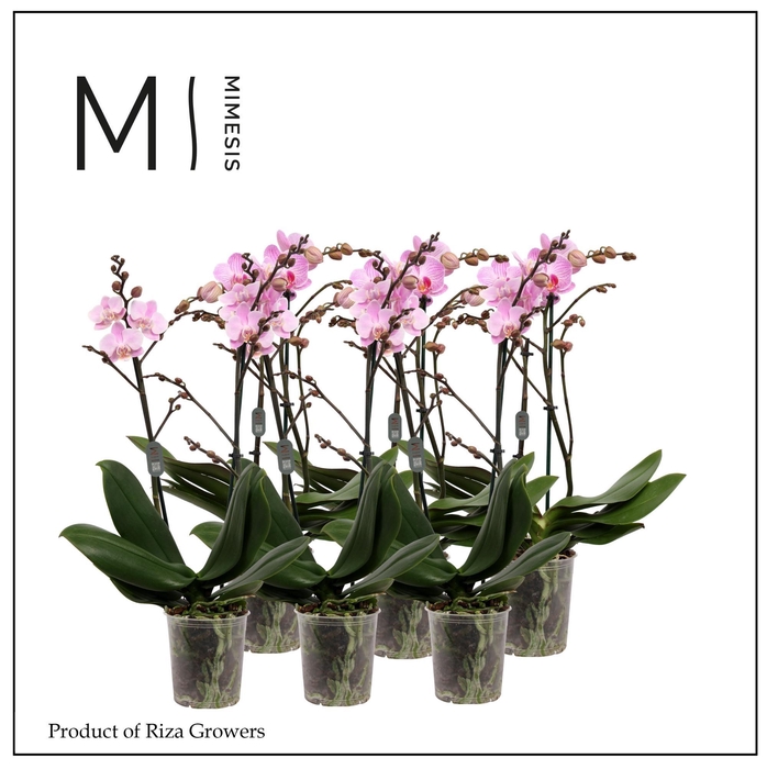 <h4>Phalaenopsis Multi Light Pink 2 spike - 12cm | Mimesis</h4>