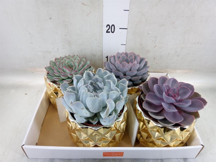 <h4>Echeveria   ...mix</h4>