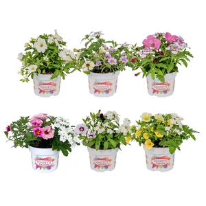Confetti Garden 13 cm mixkar