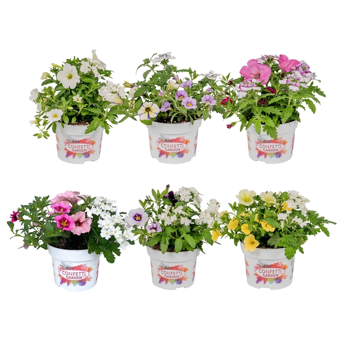 <h4>Confetti Garden 13 cm mixkar</h4>
