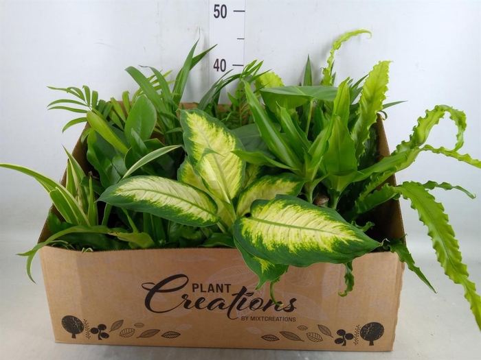 <h4>Planten Groen   ...mix 12</h4>