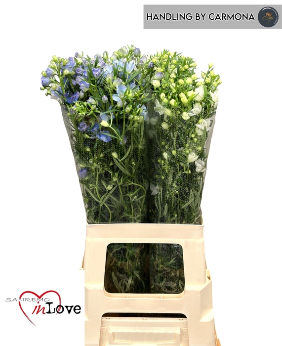 <h4>DELPH EN OV</h4>