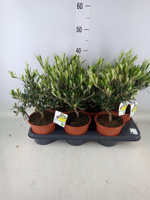 <h4>Olea europaea</h4>