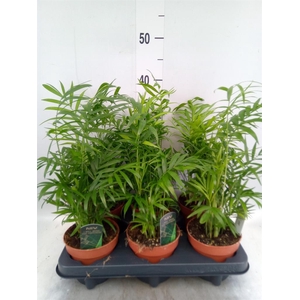 Chamaedorea elegans
