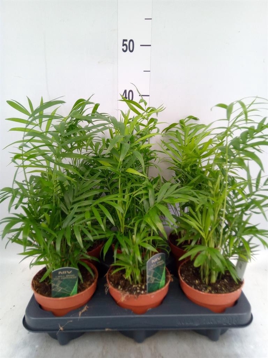 <h4>Chamaedorea elegans</h4>