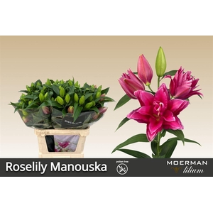 Li Or Du Roselily Manouska