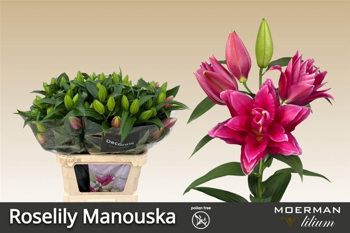 <h4>Li Or Du Roselily Manouska</h4>