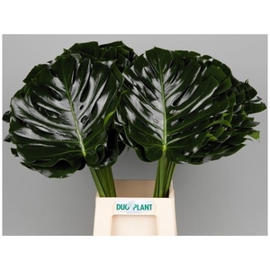 MONSTERA BLAD 35cm Ø