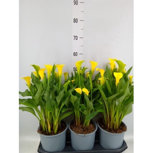Zantedeschia  'Sunclub'
