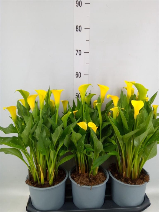<h4>Zantedeschia  'Sunclub'</h4>