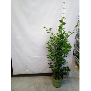 Ficus microcarpa 'Moclame'