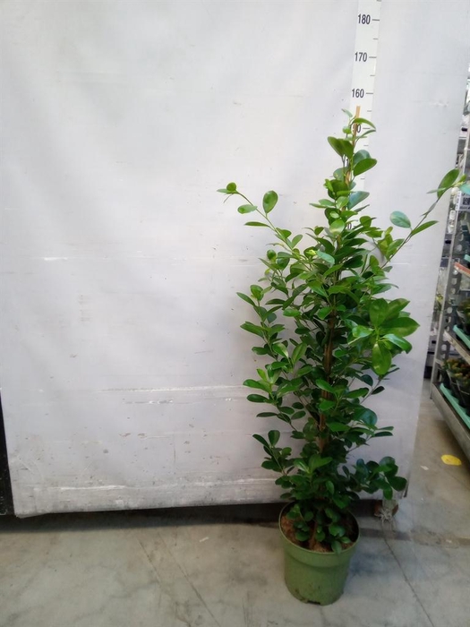 <h4>Ficus microcarpa 'Moclame'</h4>