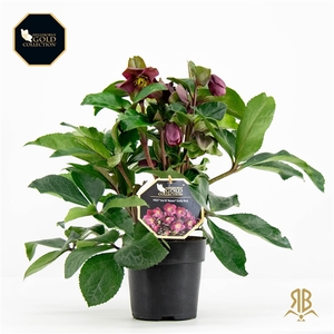 Helleborus HGC Ice N Rosès Red P15