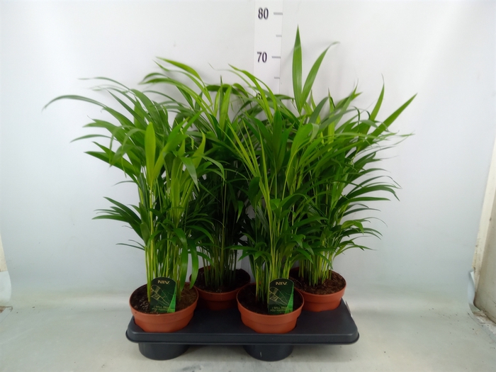 <h4>Dypsis lutescens   ...Chrysalidoca</h4>