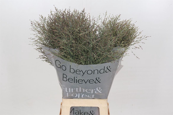 <h4>Panicum Heavy Metal</h4>