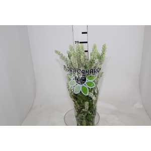 CAMARAO VERDE 050 CM