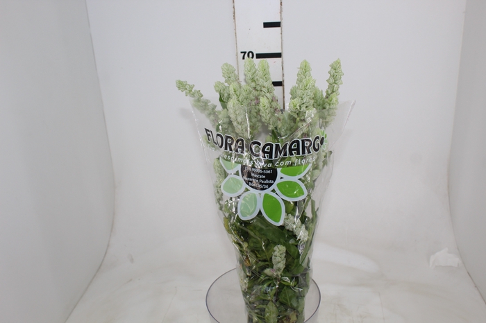 <h4>CAMARAO VERDE 050 CM</h4>