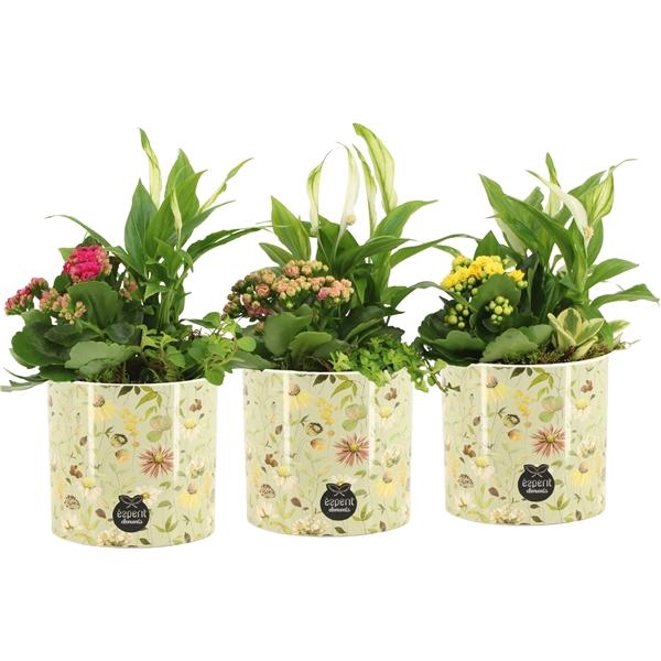 <h4>Arrangementen kamerplanten 6%</h4>