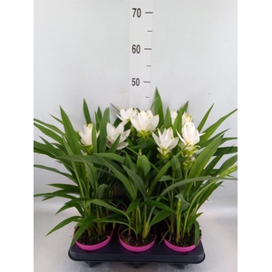 Curcuma alism. 'Siam Sisto'