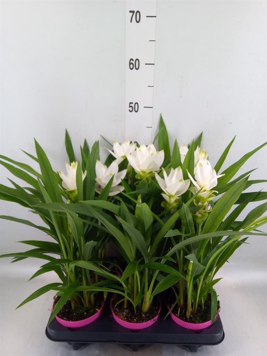 <h4>Curcuma alism. 'Siam Sisto'</h4>