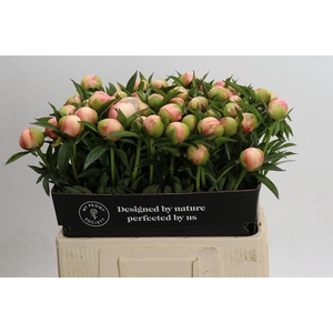 Paeonia Kingsday