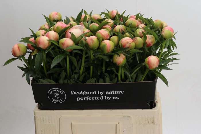 <h4>Paeonia Kingsday</h4>