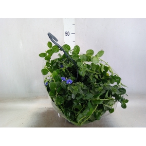 Hanging baskets