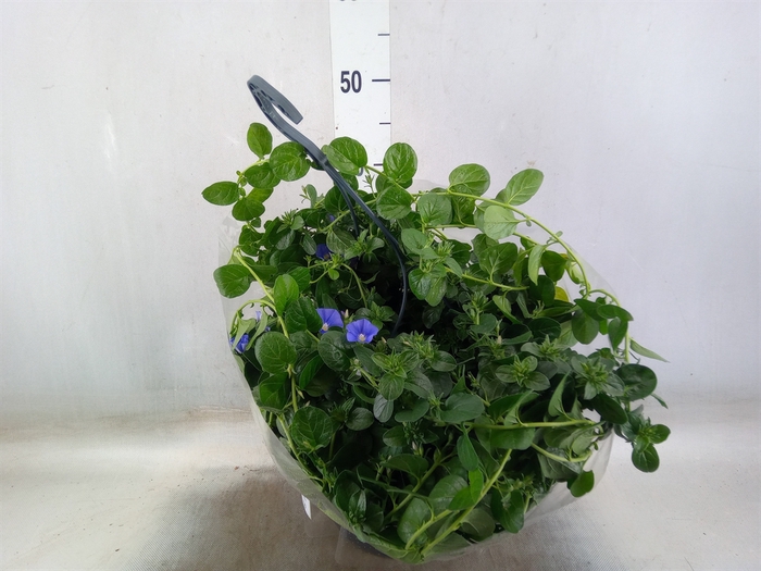 <h4>Hanging baskets</h4>