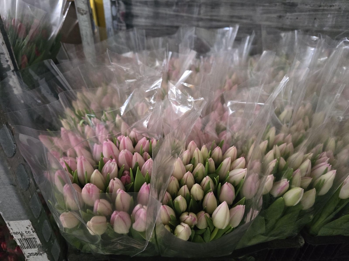 <h4>Tulpes LT Šviesiai Rožinės</h4>