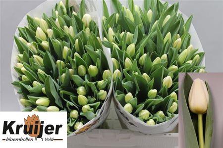 <h4>Tu En Antarctica</h4>