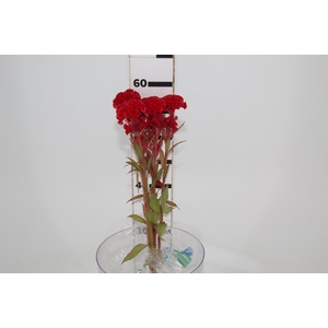 CELOSIA FIRE CHIEF 060 CM VERMELHO