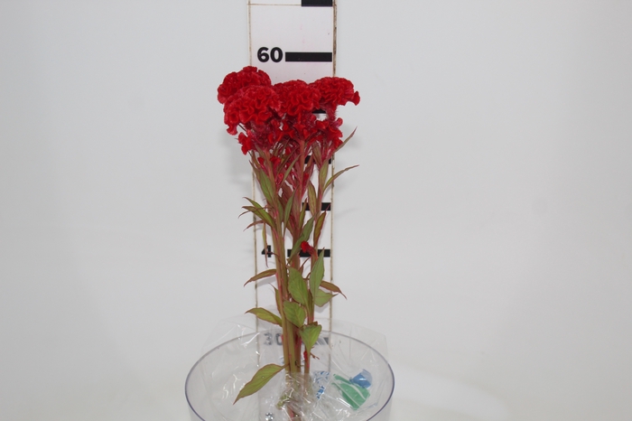CELOSIA FIRE CHIEF 060 CM VERMELHO