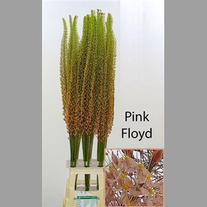 Eremurus Pink
