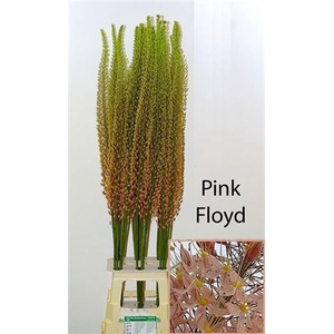Eremurus Ov Pink Floyd