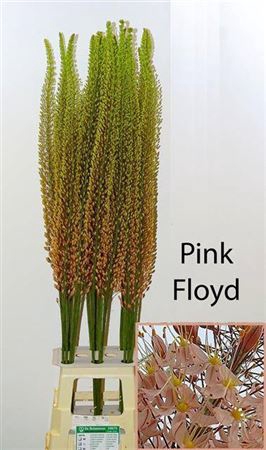 <h4>Eremurus Ov Pink Floyd</h4>