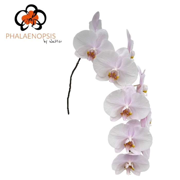 <h4>Phalaenopsis  'Alpha'</h4>