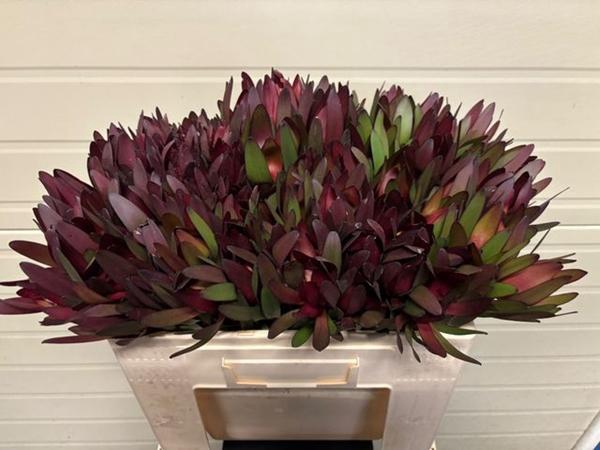 <h4>LEUCAD SAFARI SUNSET</h4>