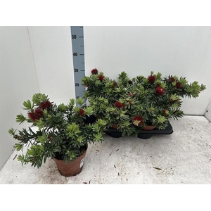 CALLISTEMON CITRINUS