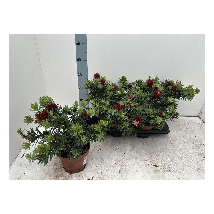 <h4>CALLISTEMON CITRINUS</h4>