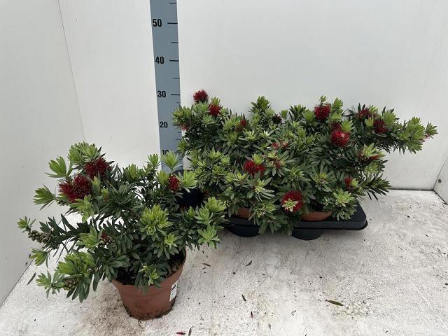 CALLISTEMON CITRINUS