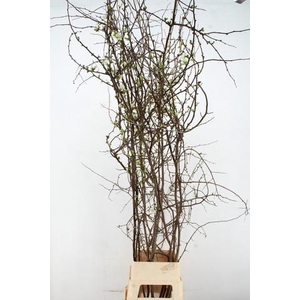 CHAENOMELES SUPERBA WHITE EXTRA 200CM